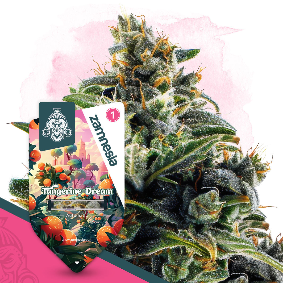 Tangerine Dream Auto (Zamnesia)