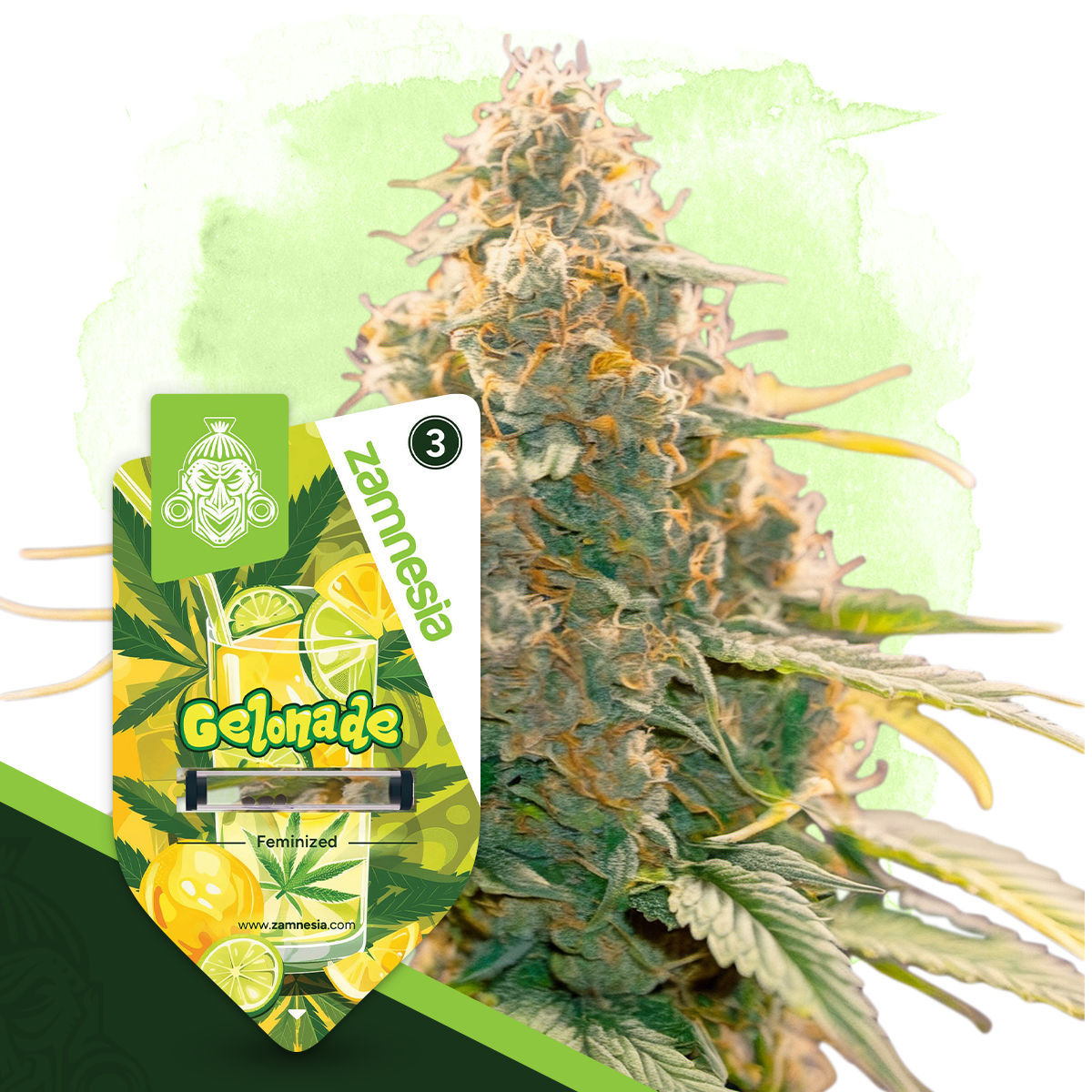 Gelonade Auto (Zamnesia)