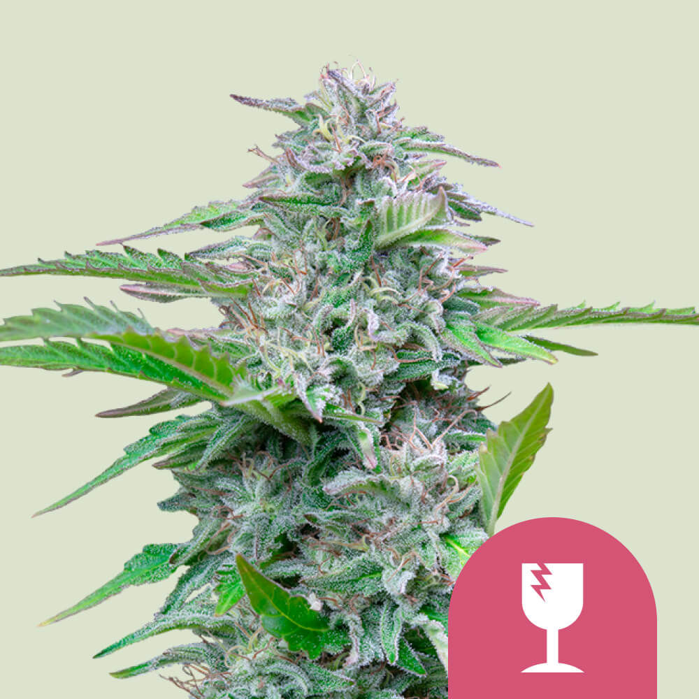 Critical Feminisiert (Royal Queen Seeds)