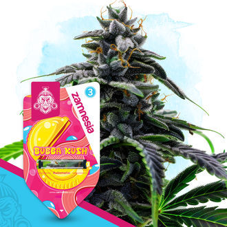 Bubba Kush Automatic (Zamnesia Seeds) feminisiert Bubba Kush Automatic (Zamnesia Seeds) feminisiert