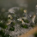 Trainwreck Automatic (Zamnesia Seeds) feminisiert