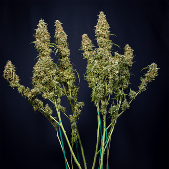 Trainwreck Automatic (Zamnesia Seeds) feminisiert