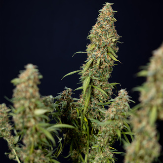 Trainwreck Automatic (Zamnesia Seeds) feminisiert