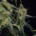 Trainwreck Automatic (Zamnesia Seeds) feminisiert