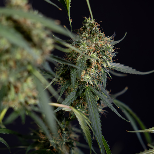 Trainwreck Automatic (Zamnesia Seeds) feminisiert