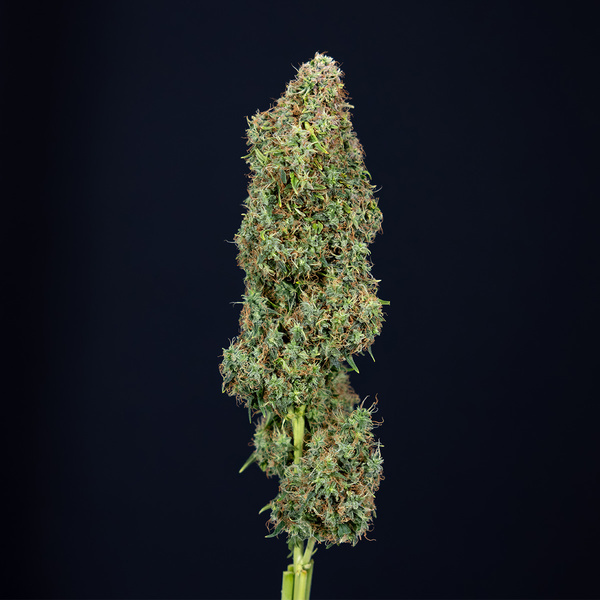 Trainwreck Automatic (Zamnesia Seeds) feminisiert