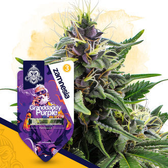 Granddaddy Purple (Zamnesia Seeds) feminisiert Granddaddy Purple (Zamnesia Seeds) feminisiert