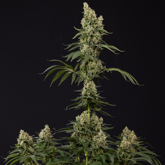 Power Plant (Zamnesia Seeds) feminisiert
