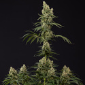Power Plant (Zamnesia Seeds) feminisiert