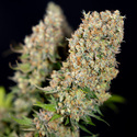 Power Plant (Zamnesia Seeds) feminisiert