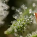 Power Plant (Zamnesia Seeds) feminisiert