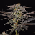 Georgia Pie (Zamnesia Seeds) feminisiert