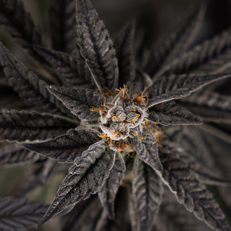 Georgia Pie (Zamnesia Seeds) feminisiert