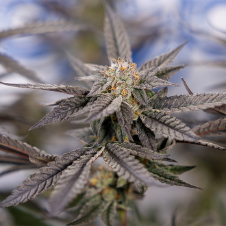 Georgia Pie (Zamnesia Seeds) feminisiert