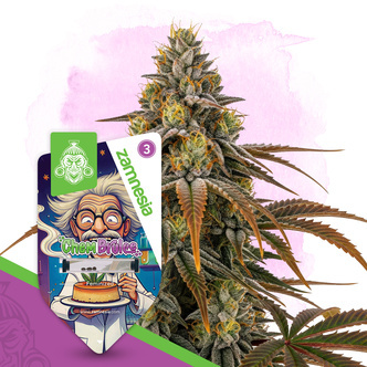 Chem Brulee (Zamnesia Seeds) feminisiert