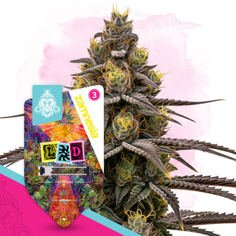 LSD (Zamnesia Seeds) feminisiert