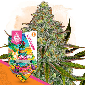 LA Kush Cake (Zamnesia Seeds) feminisiert