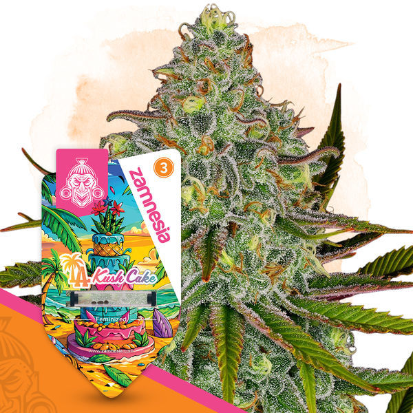 LA Kush Cake (Zamnesia Seeds) feminisiert