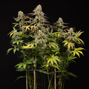 LA Kush Cake (Zamnesia Seeds) feminisiert