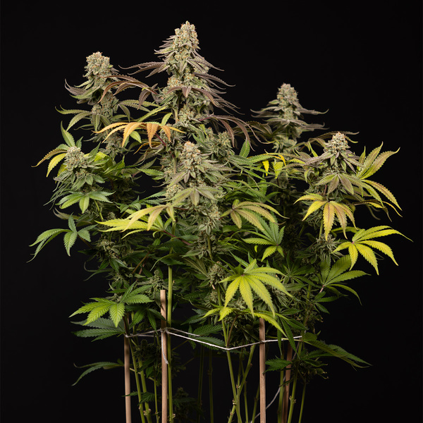 LA Kush Cake (Zamnesia Seeds) feminisiert