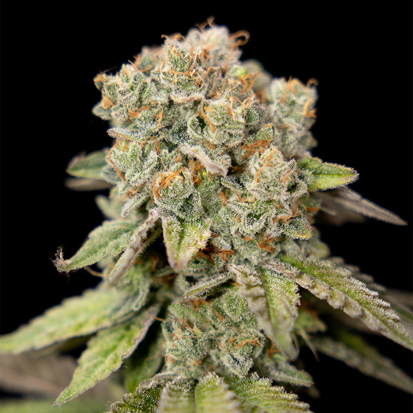 LA Kush Cake (Zamnesia Seeds) feminisiert