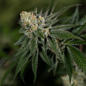 LA Kush Cake (Zamnesia Seeds) feminisiert