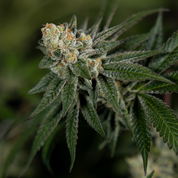 LA Kush Cake (Zamnesia Seeds) feminisiert
