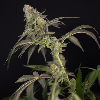 LA Kush Cake (Zamnesia Seeds) feminisiert