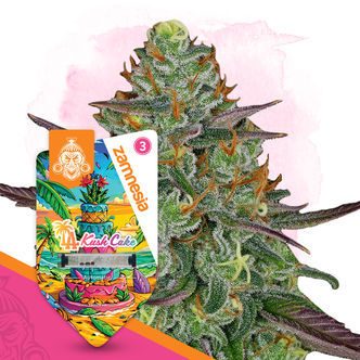 LA Kush Cake Automatic (Zamnesia Seeds) feminisiert