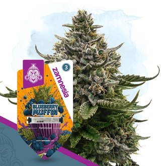 Blueberry Crumble (Zamnesia Seeds) Feminisiert