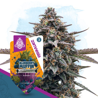 Blueberry Crumble Automatic (Zamnesia Seeds) feminisiert