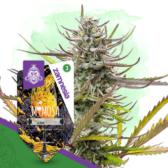 Mimosa (Zamnesia Seeds) feminisiert