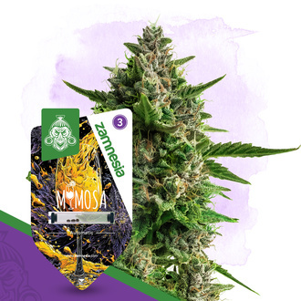 Mimosa Automatic (Zamnesia Seeds) feminisiert