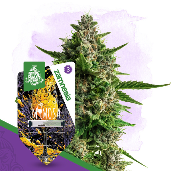 Mimosa Automatic (Zamnesia Seeds) feminisiert