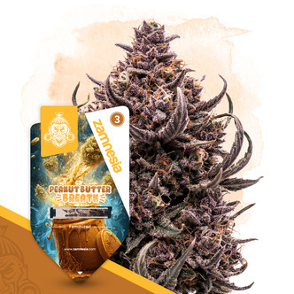 Peanut Butter Breath (Zamnesia Seeds) feminisiert