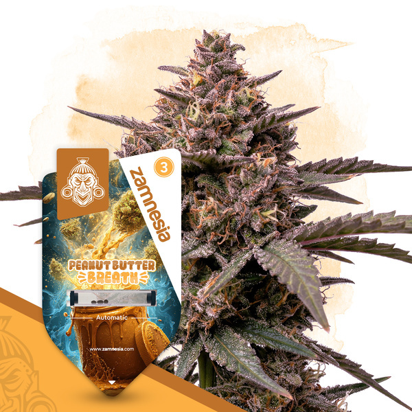 Peanut Butter Breath Automatic (Zamnesia Seeds) feminisiert