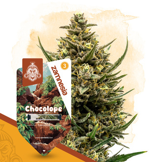 Chocolope (Zamnesia Seeds) feminisiert