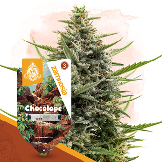 Chocolope Automatic (Zamnesia Seeds) feminisiert