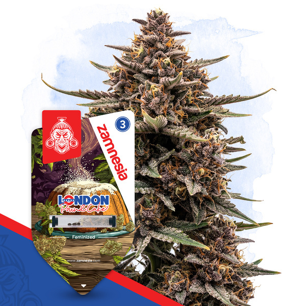 London Pound Cake (Zamnesia Seeds) feminisiert