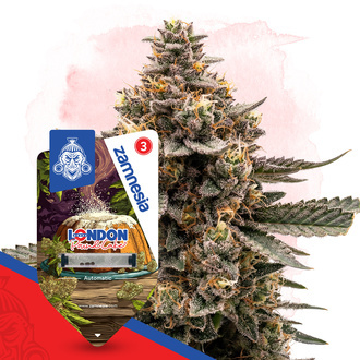 London Pound Cake Automatic (Zamnesia Seeds) Feminisierte