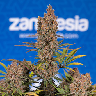 Black Runtz (Zamnesia Seeds) feminisiert