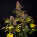 Black Runtz (Zamnesia Seeds) feminisiert