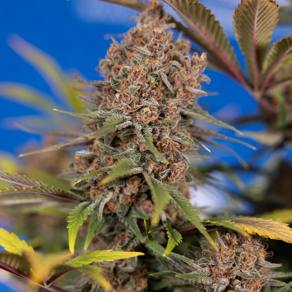 Black Runtz (Zamnesia Seeds) feminisiert