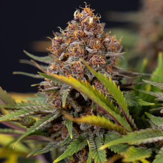 Black Runtz (Zamnesia Seeds) feminisiert
