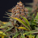 Black Runtz (Zamnesia Seeds) feminisiert