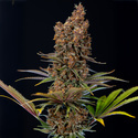 Black Runtz (Zamnesia Seeds) feminisiert