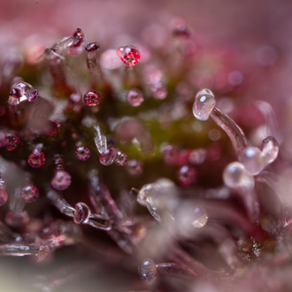 Black Runtz (Zamnesia Seeds) feminisiert