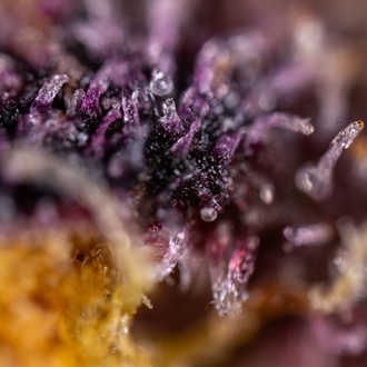 Black Runtz (Zamnesia Seeds) feminisiert