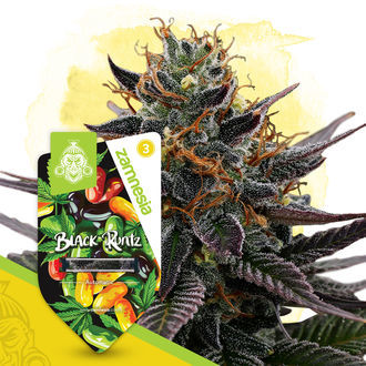 Black Runtz Automatic (Zamnesia Seeds) feminisiert Black Runtz Automatic (Zamnesia Seeds) feminisiert
