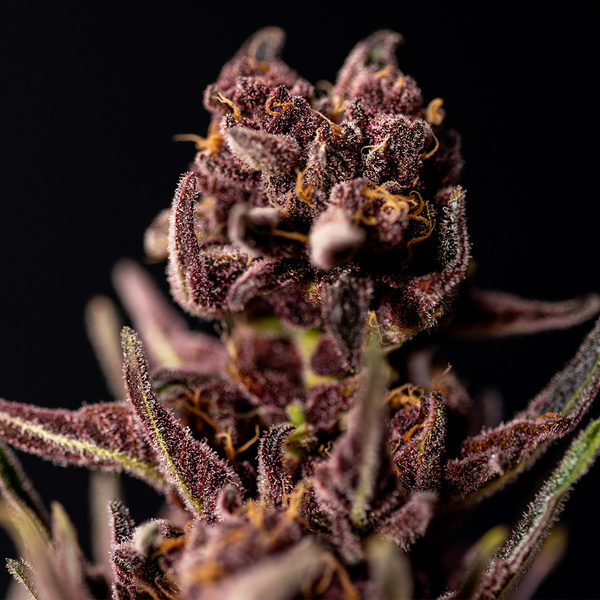 Purple Urkle (Zamnesia Seeds) feminisiert